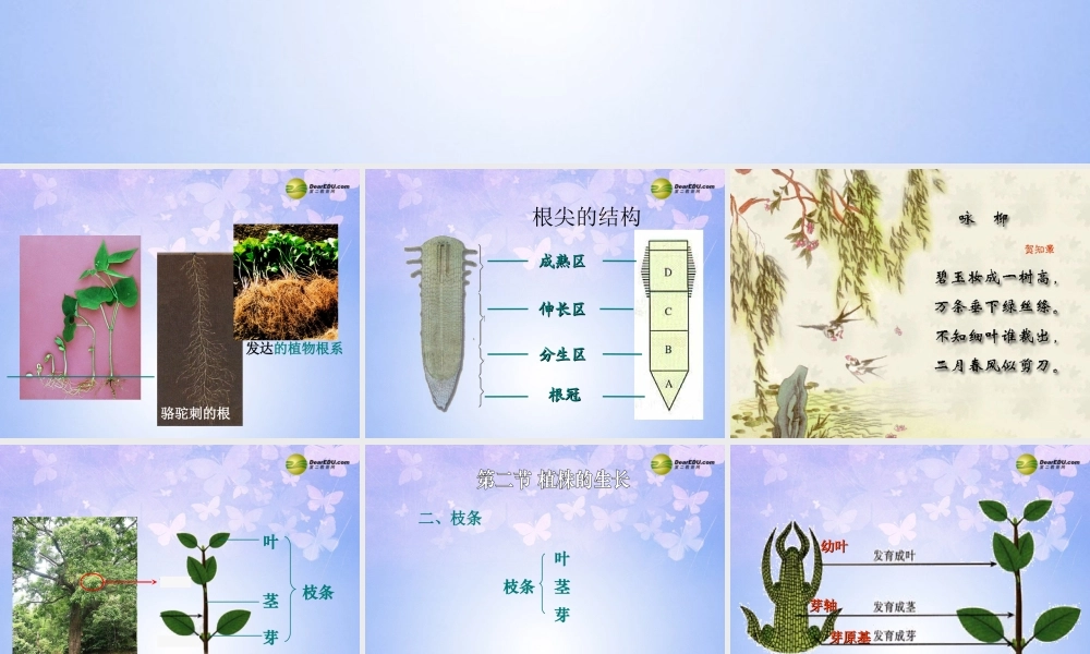 中学七年级生物上册 植株的生长课件 新人教版 课件