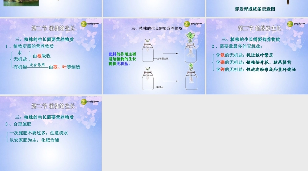 中学七年级生物上册 植株的生长课件 新人教版 课件