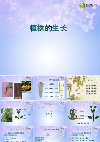 中学七年级生物上册 植株的生长课件 新人教版 课件