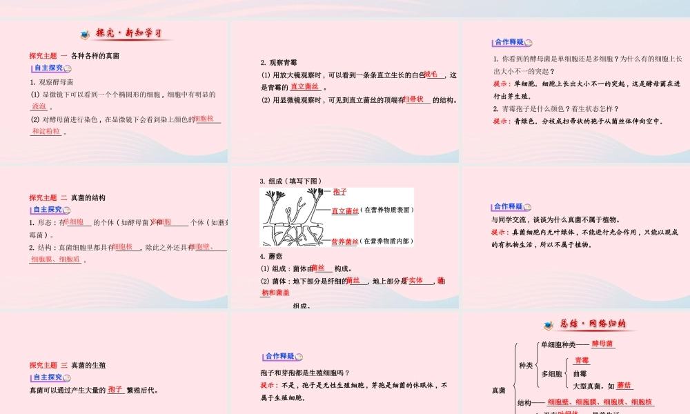 八年级生物上册 第五单元 第四章 第三节 真菌课件 (新版)新人教版