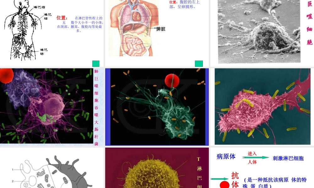 八年级生物上册第18章第三节 免疫 课件苏教版 课件