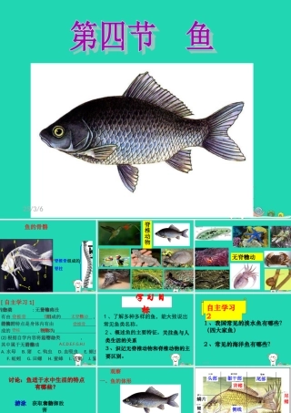 八年级生物上册 5.1.4鱼课件 (新版)新人教版 课件