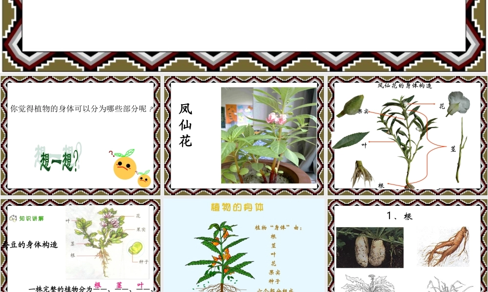 《-植物的生长-形成认识》课件1