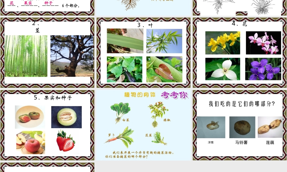 《-植物的生长-形成认识》课件1