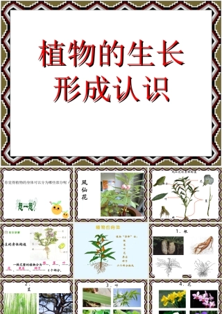 《-植物的生长-形成认识》课件1