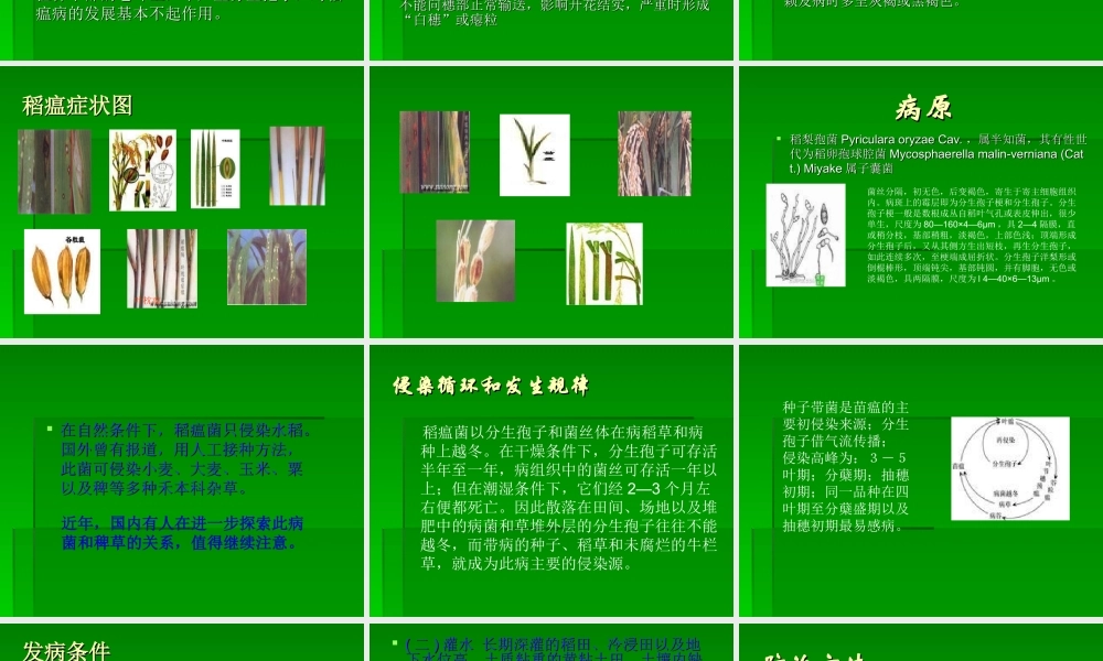 农业知识培训精品教程：水稻病虫害防治技术