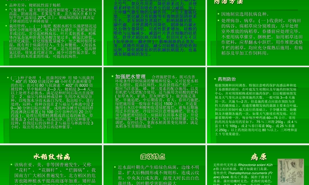 农业知识培训精品教程：水稻病虫害防治技术