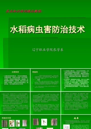 农业知识培训精品教程：水稻病虫害防治技术