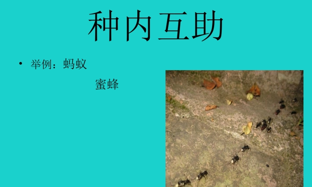 八年级生物下册 第七单元 第一章 第一节 二、生物因素对生物的影响 生物之间的关系课件 冀少版 课件