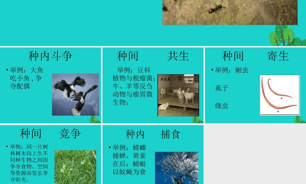 八年级生物下册 第七单元 第一章 第一节 二、生物因素对生物的影响 生物之间的关系课件 冀少版 课件