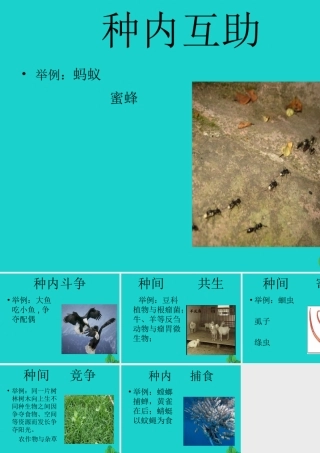八年级生物下册 第七单元 第一章 第一节 二、生物因素对生物的影响 生物之间的关系课件 冀少版 课件