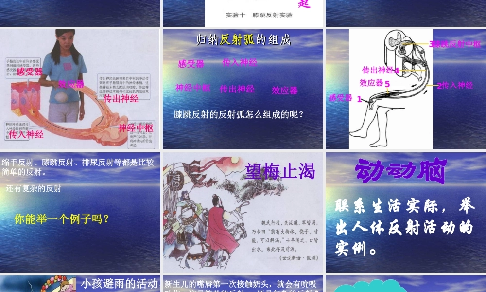 七年级生物 神经调节的基本方式1  课件