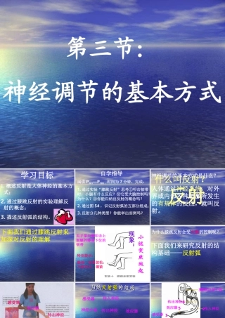 七年级生物 神经调节的基本方式1  课件