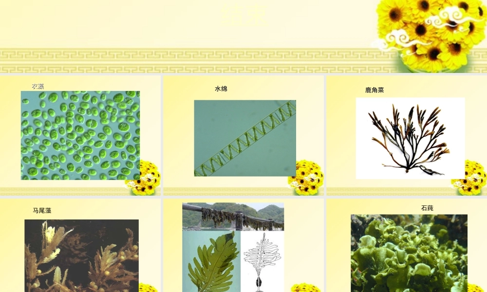 七年级生物上册 藻类 苔藓和蕨类植物1课件 人教新课标版 课件