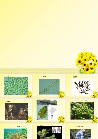 七年级生物上册 藻类 苔藓和蕨类植物1课件 人教新课标版 课件