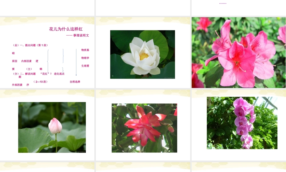 八年级语文上册 花儿为什么这样红课件 人教新课标版 课件