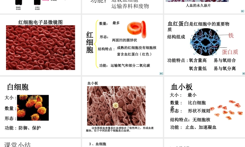 流动的组织—血液