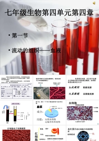 流动的组织—血液