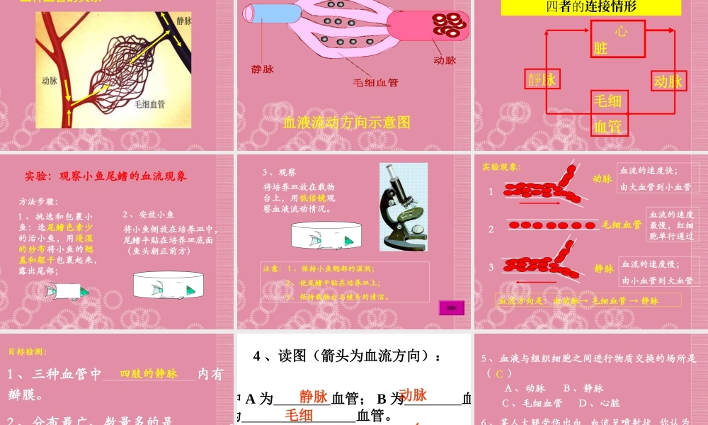 七年级生物下册 血流的管道—血管课件 新人教版 课件