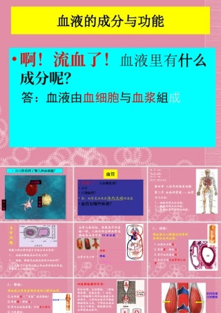 七年级生物下册 血流的管道—血管课件 新人教版 课件