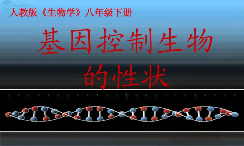 八年级生物下册 基因控制生物的性状课件 人教新课标版 课件