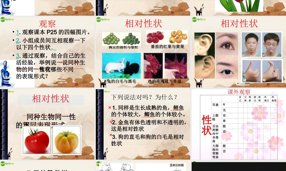 八年级生物下册 基因控制生物的性状课件 人教新课标版 课件