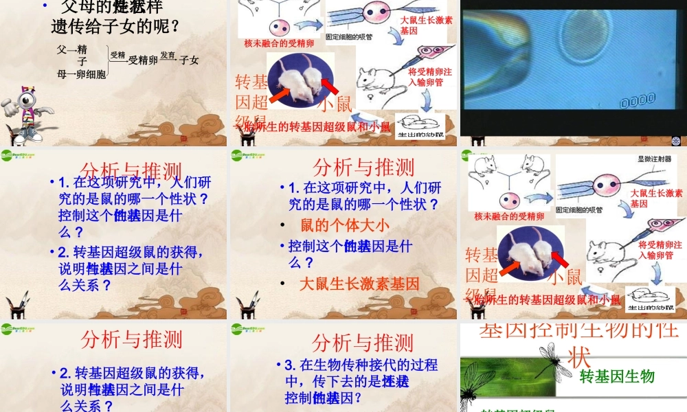 八年级生物下册 基因控制生物的性状课件 人教新课标版 课件