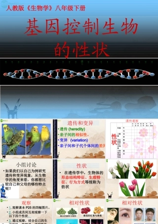 八年级生物下册 基因控制生物的性状课件 人教新课标版 课件