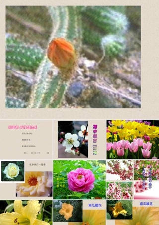 七年级生物上第三节 开花和结果课件人教版 课件