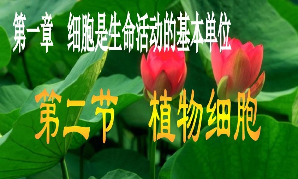 科学家的故事-施莱登、施旺与细胞学说