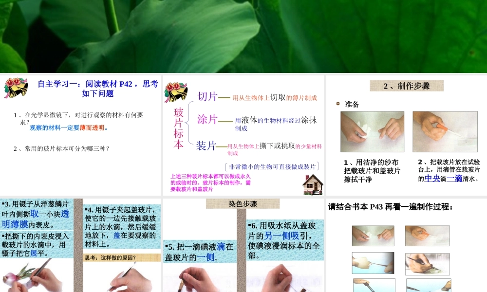 科学家的故事-施莱登、施旺与细胞学说