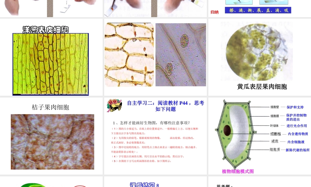 科学家的故事-施莱登、施旺与细胞学说