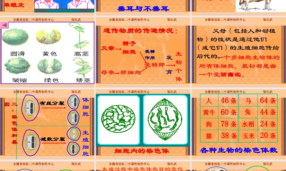 八年级生物生物的遗传课件