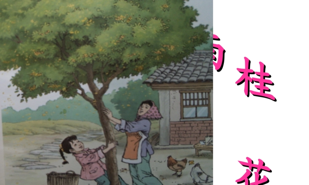 桂花雨课件(2)