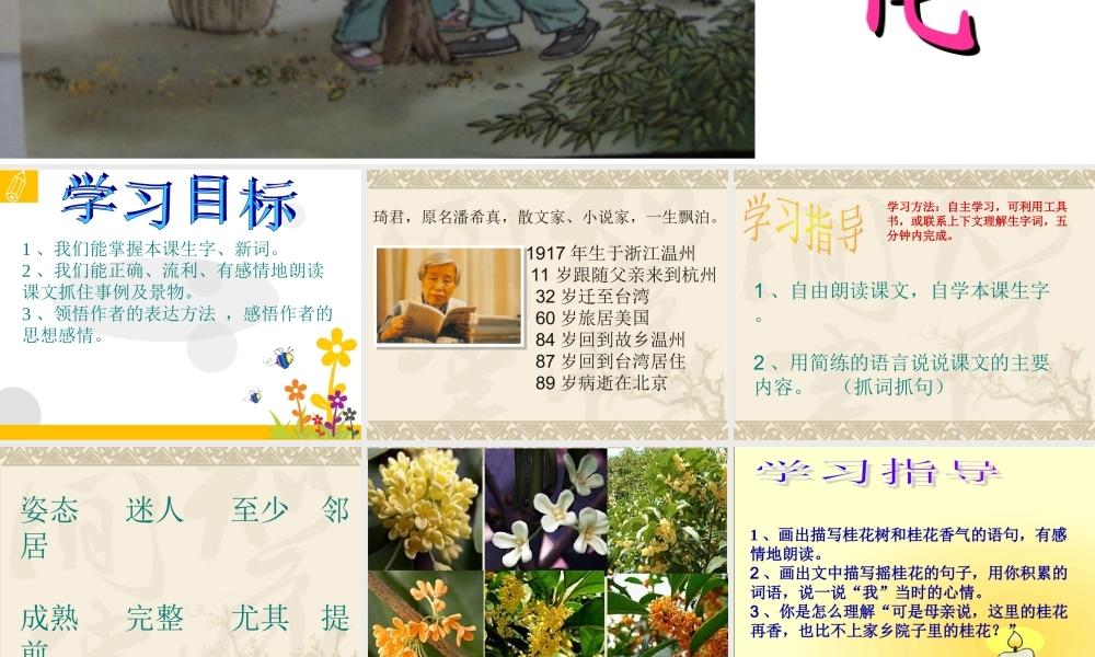 桂花雨课件(2)