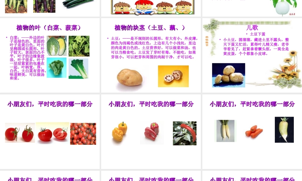 幼儿园课件-认识蔬菜