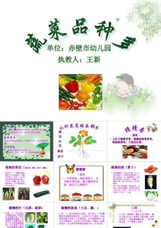 幼儿园课件-认识蔬菜