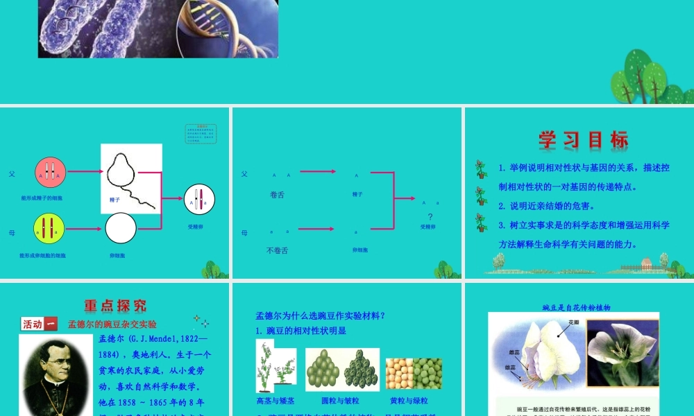 八年级生物下册 7.2.3 基因的显性和隐性课件(新版)新人教版 课件