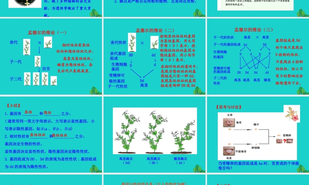 八年级生物下册 7.2.3 基因的显性和隐性课件(新版)新人教版 课件