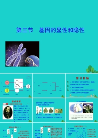 八年级生物下册 7.2.3 基因的显性和隐性课件(新版)新人教版 课件