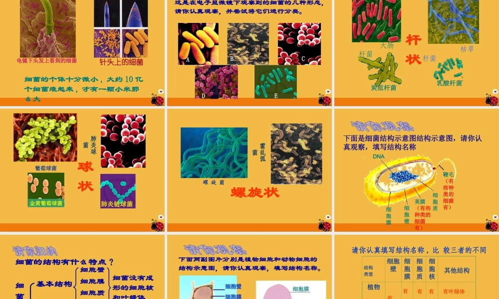 八年级生物上册 细菌和真菌的分布课件2 人教新课标版 课件