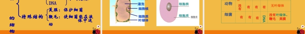 八年级生物上册 细菌和真菌的分布课件2 人教新课标版 课件