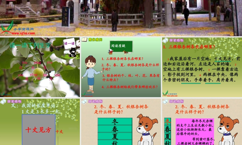 西师大版四年级语文三棵银杏树gdkj