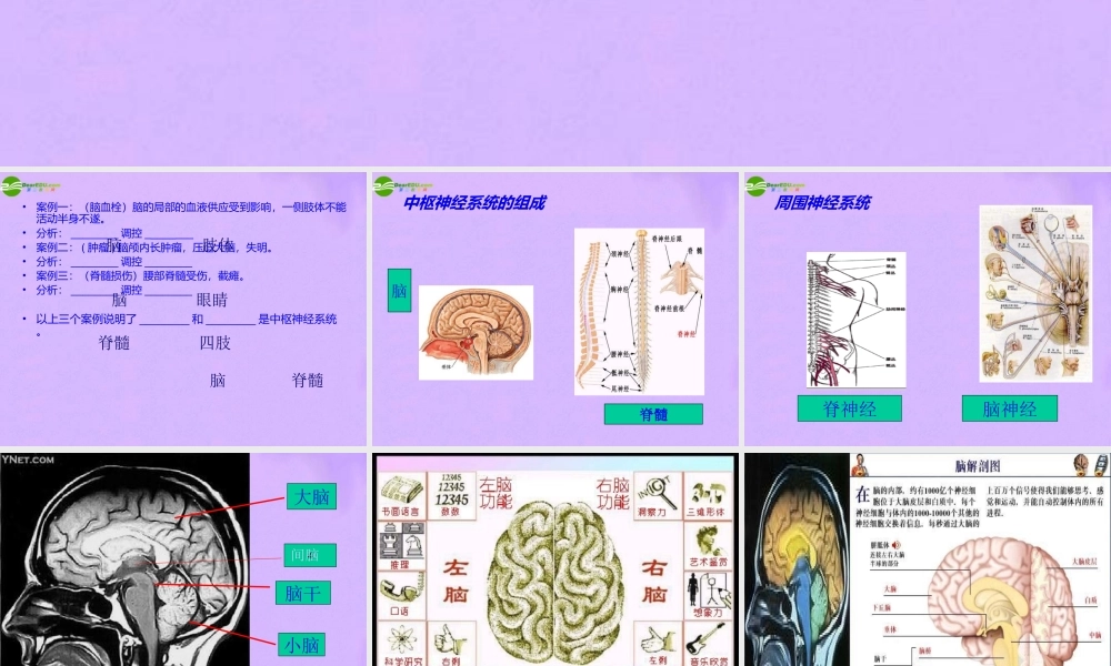 八年级生物下册 第二章 第二节 神经系统课件 上海版本 课件
