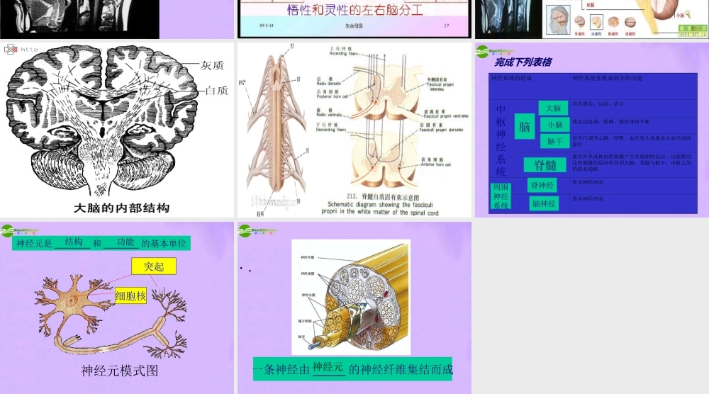 八年级生物下册 第二章 第二节 神经系统课件 上海版本 课件