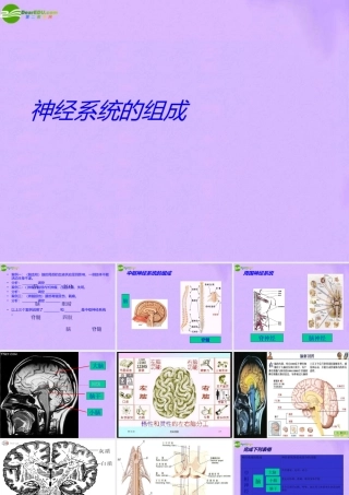 八年级生物下册 第二章 第二节 神经系统课件 上海版本 课件