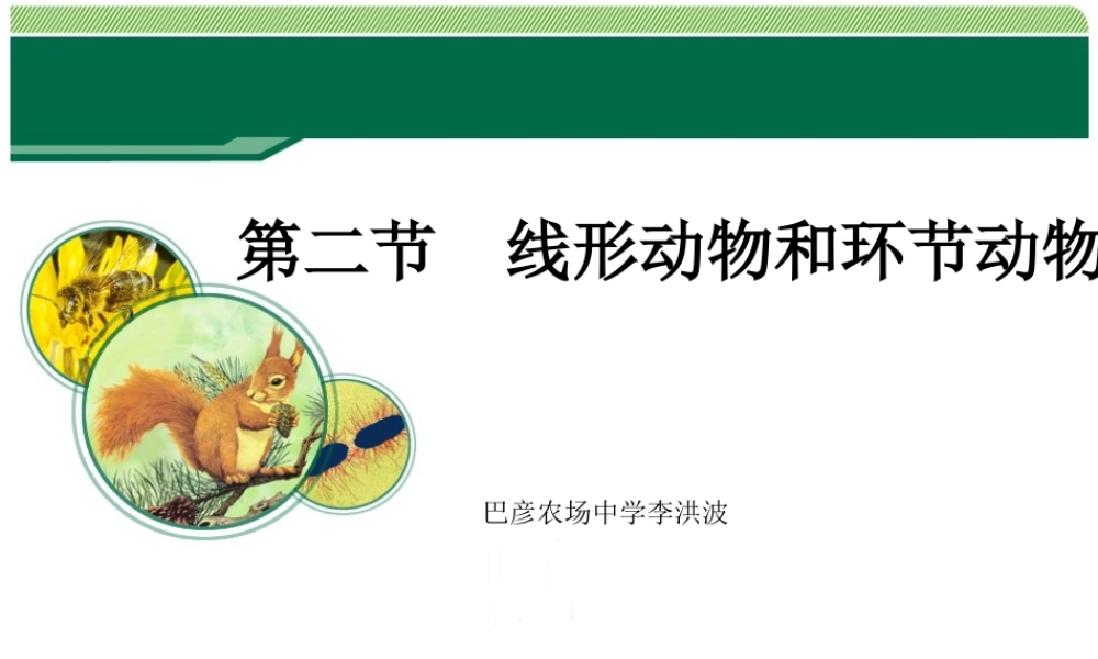 线形动物和环节动物课件李洪波