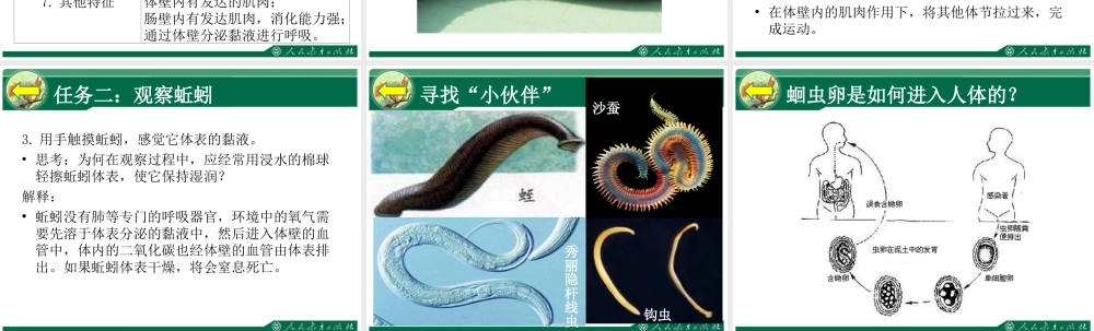 线形动物和环节动物课件李洪波