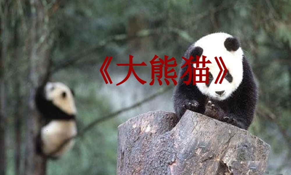 《大熊猫》演示文稿