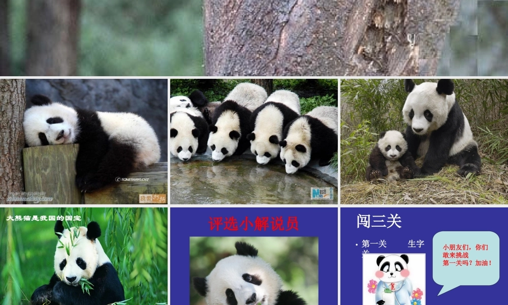 《大熊猫》演示文稿